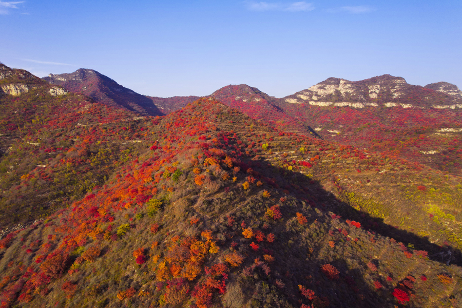 山西盂县：漫山红遍秋意浓 仙人乡里赏美景